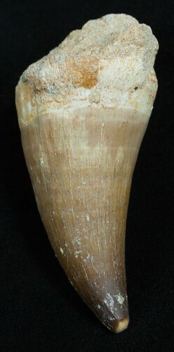 Large Inch Mosasaur Tooth #2245